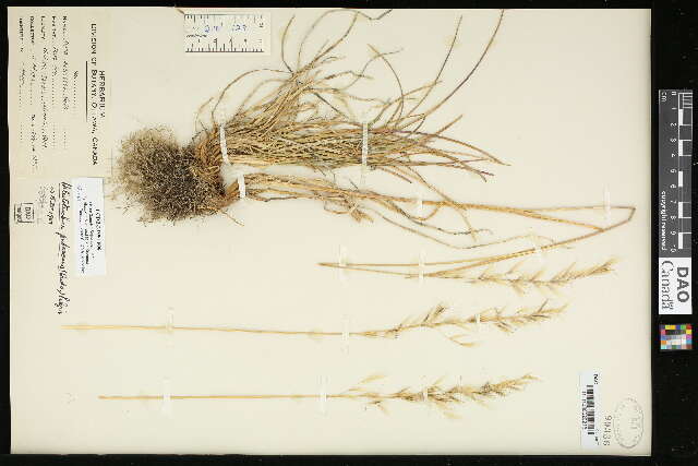 Image of oatgrass