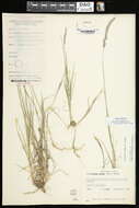 Image of foxtail muhly