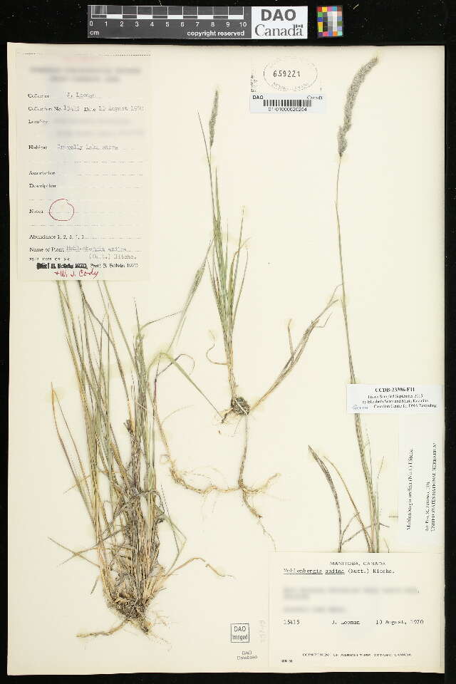 Image of foxtail muhly