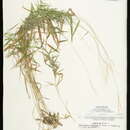 Image of Cypress Rosette Grass