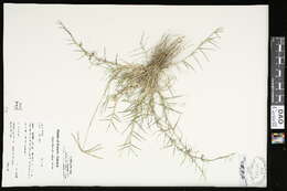 Image of Bermudagrass