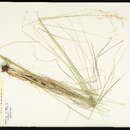 Image of Canadian ricegrass