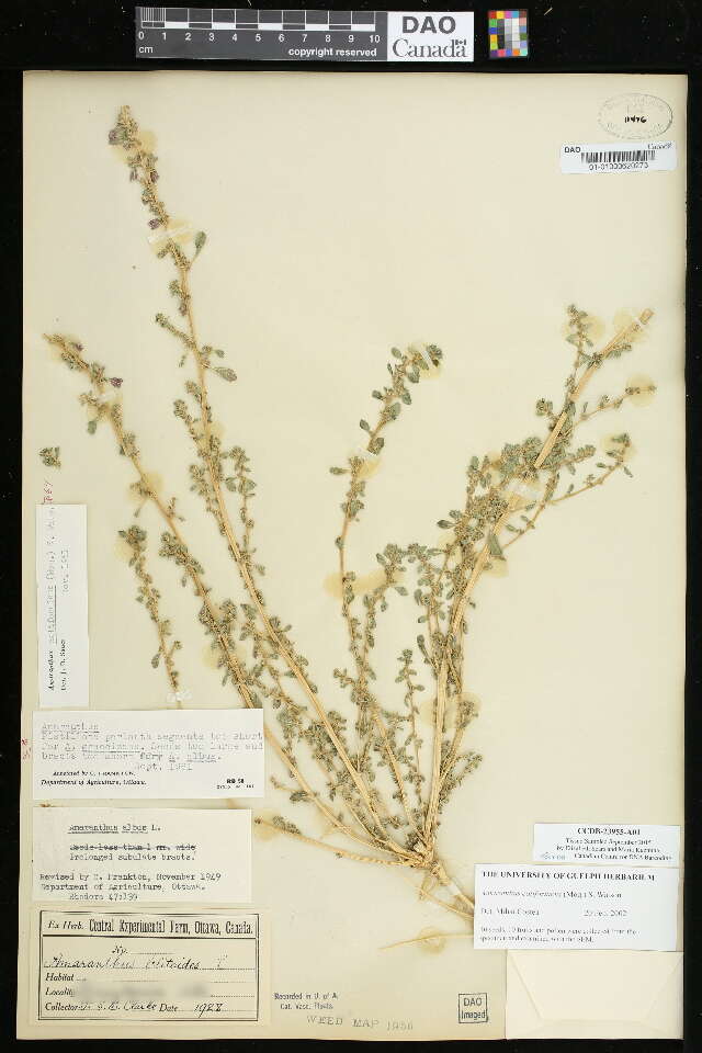 Image of California amaranth