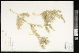 Plancia ëd Chenopodium watsonii A. Nels.