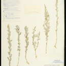 Plancia ëd Chenopodium hians Standl.