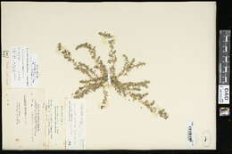 Image of California amaranth