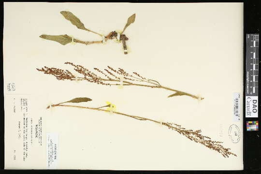 Image of alpine sheep sorrel