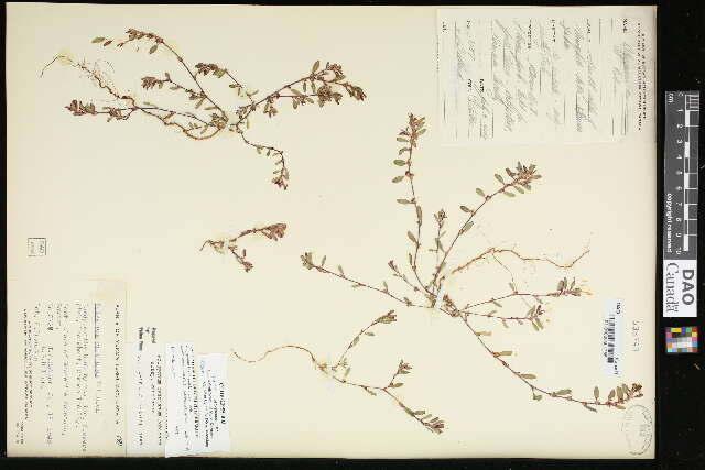 Image of Polygonum humifusum Mert. ex C. Koch