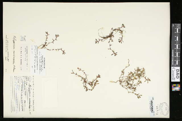 Image of Polygonum humifusum Mert. ex C. Koch