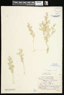Plancia ëd Chenopodium watsonii A. Nels.