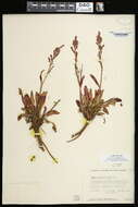 Image of alpine sheep sorrel