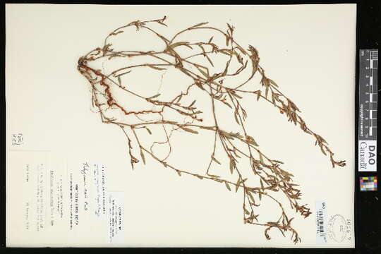 Image of knotweed