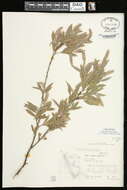 Image of northwest sandbar willow