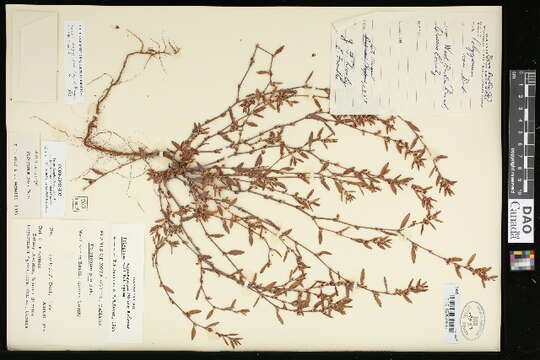 Image of knotweed