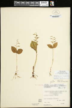 Neottia auriculata (Wiegand) Szlach. resmi