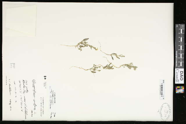 Image of spear saltbush