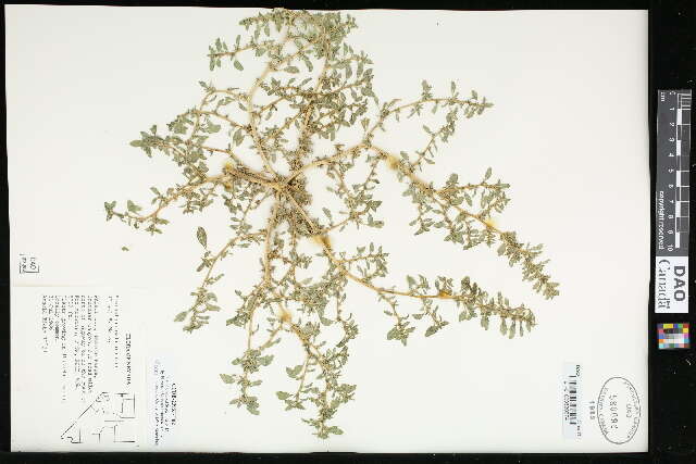 Image of California amaranth