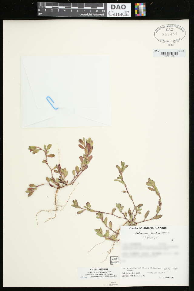 Image of Fowler's Knotweed
