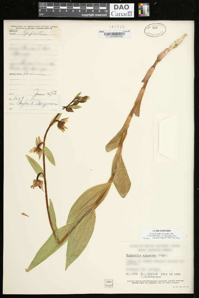 Слика од Epipactis gigantea Douglas ex Hook.