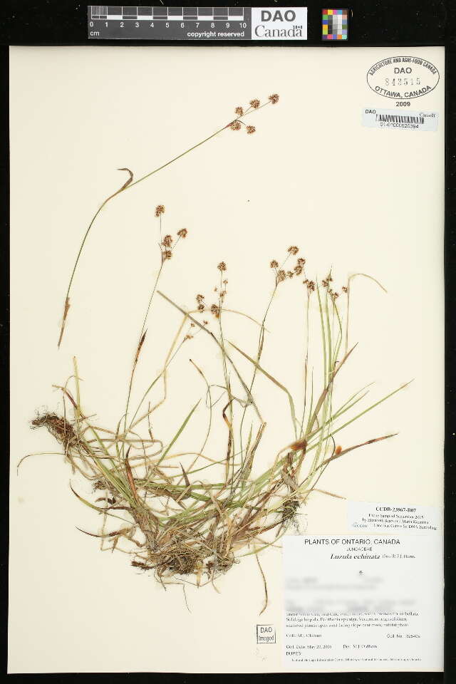 Image of rushes