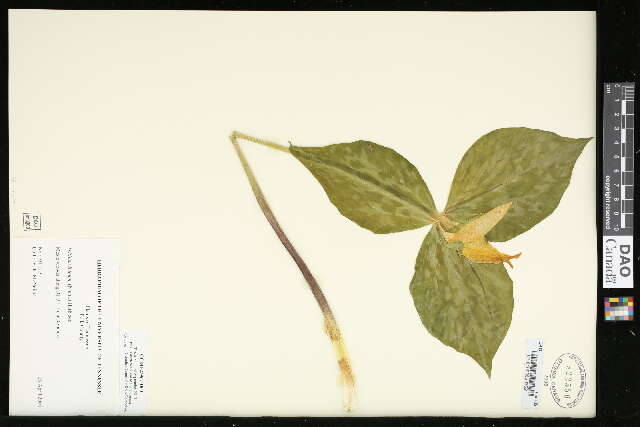 Trillium luteum (Muhl.) Harb. resmi