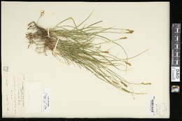 Carex tumulicola Mack. resmi