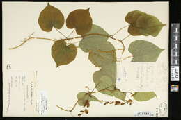 Image of Dioscorea villosa