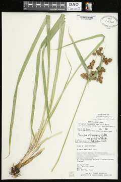 Image of Pale Bulrush