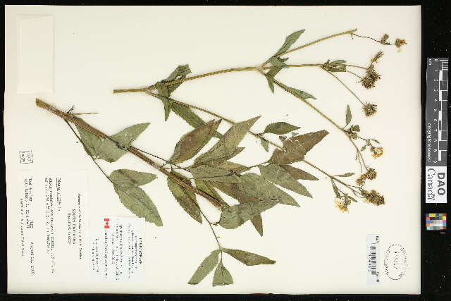 Image de Bidens pilosa L.