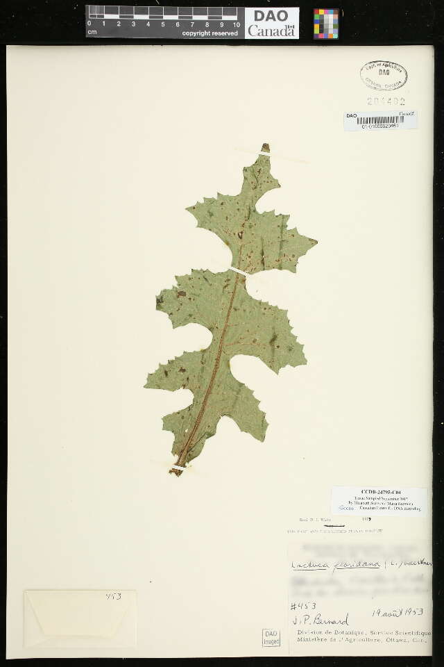 Image of woodland lettuce