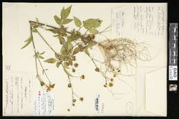 Image de Bidens pilosa L.