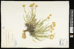 Image of thrift mock goldenweed