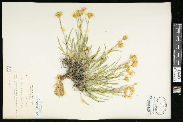 Image of thrift mock goldenweed