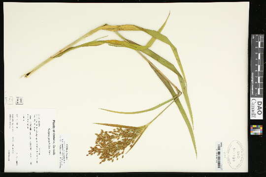 Scirpus pendulus Muhl. resmi