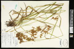 Scirpus pendulus Muhl. resmi