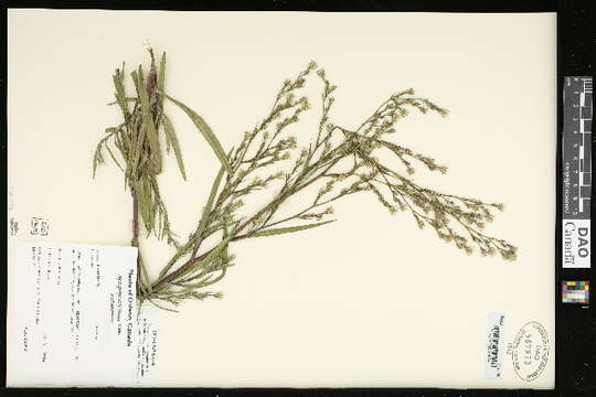 Image of Seaside American-Aster