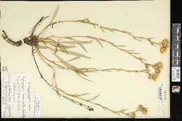 Imagem de Pyrrocoma lanceolata (Hook.) Greene