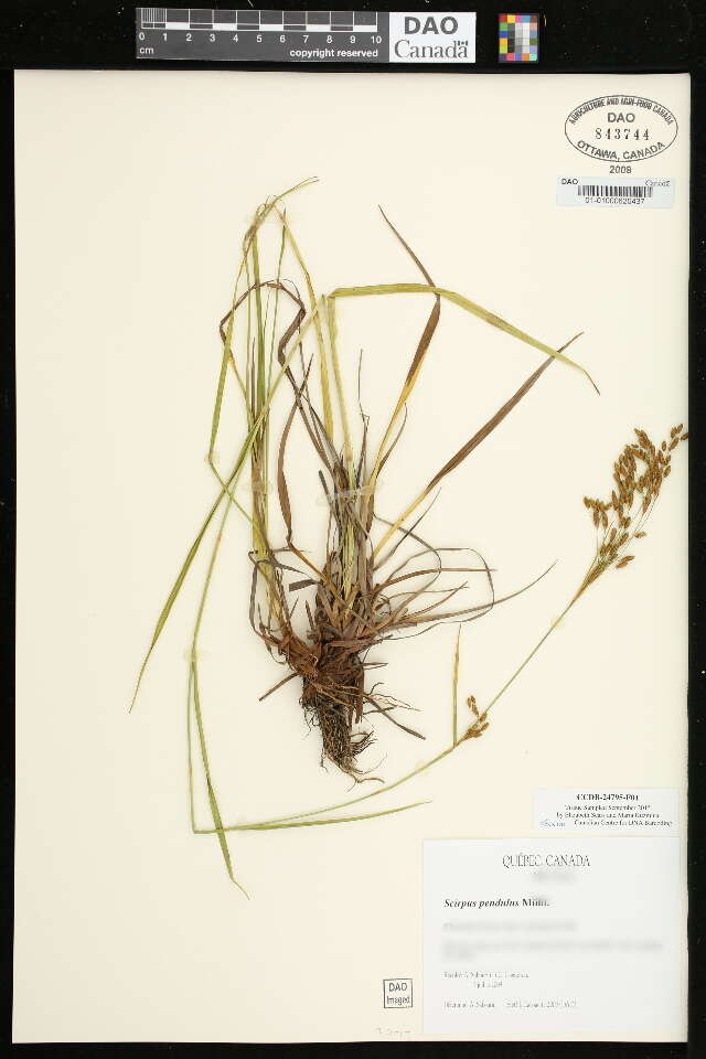 Scirpus pendulus Muhl. resmi