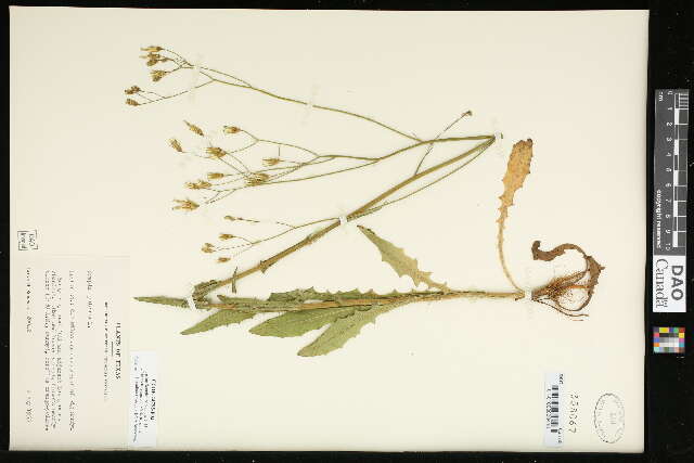 Image of smallflower hawksbeard