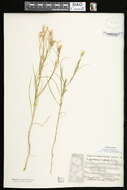 Image of beaked skeletonweed