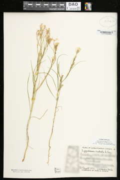 Image of beaked skeletonweed