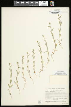 Image of grassy tarweed