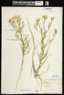 Image of beaked skeletonweed