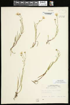 Image of Marsh-Aster