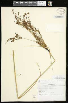 Image of Long's Bulrush