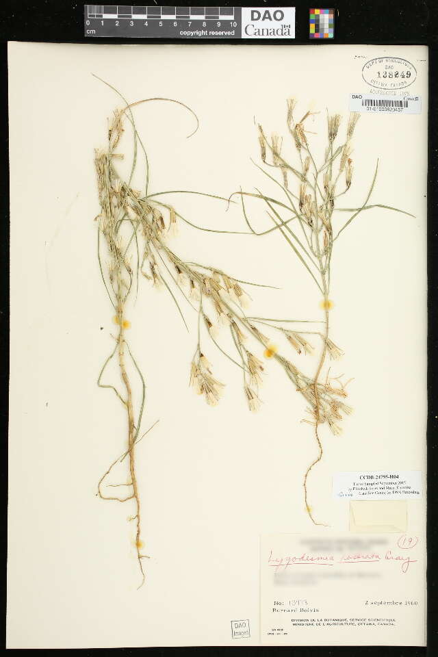 Image of beaked skeletonweed