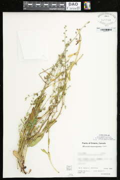 Image of Large-Seed Forget-Me-Not