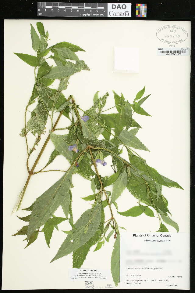 Image of sharpwing monkeyflower