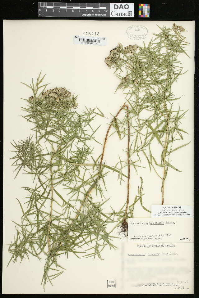 Image of narrowleaf mountainmint