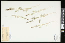 Sivun kampasarjaputki kuva